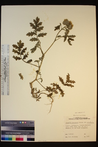 Phacelia cicutaria image